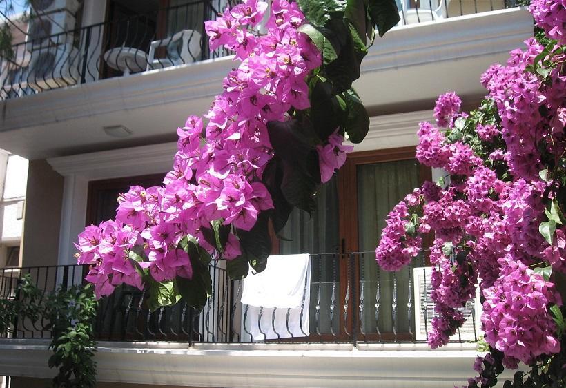 Kumsal Butik Otel Adalar Ngoại thất bức ảnh